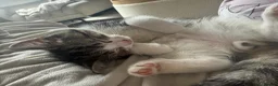 Mixed Breed cats for sale: 4 boy kittens  - Advert 16