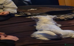 Miniature Schnauzer dogs for sale: Miniature Schnauzer puppies kc reg Ready to view - Image 14