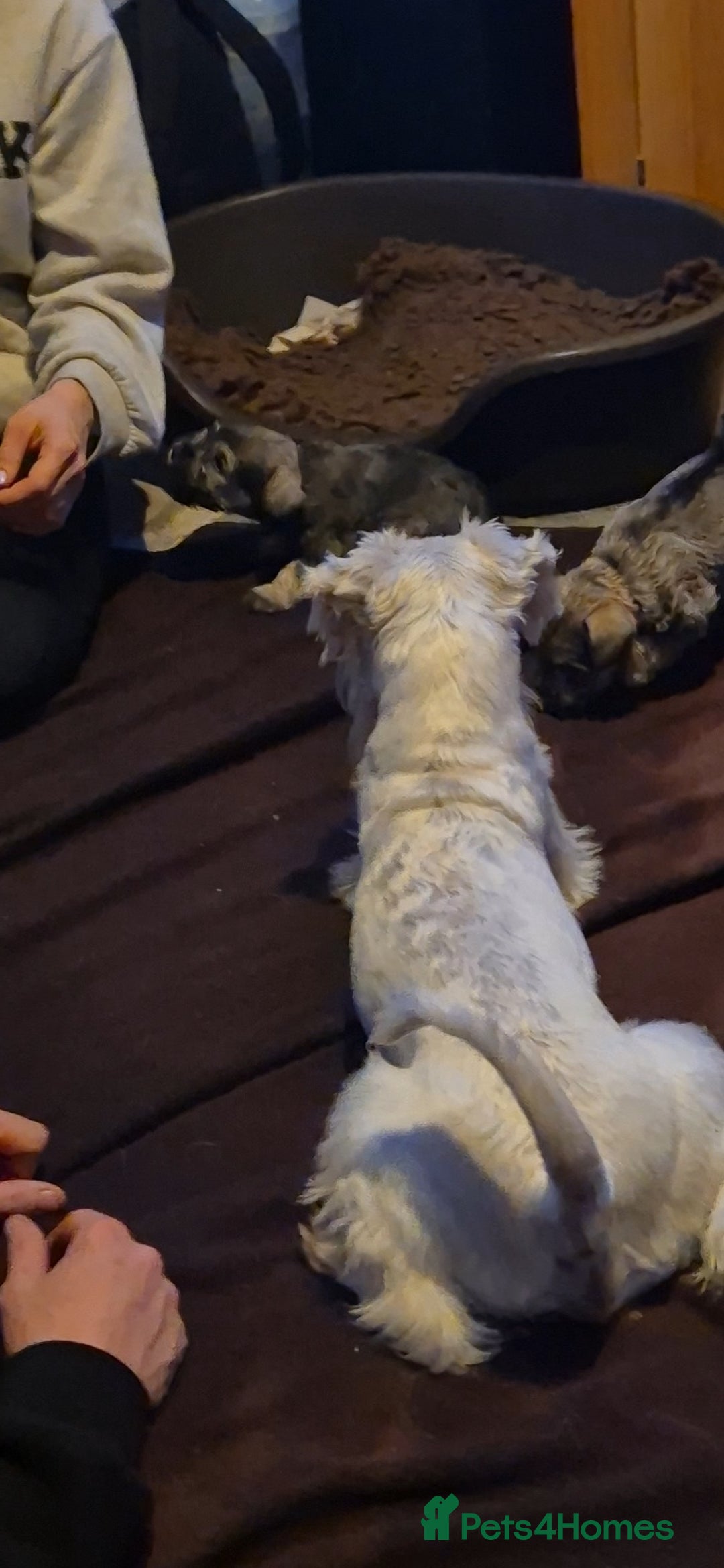 Miniature Schnauzer dogs for sale: Miniature Schnauzer puppies kc reg Ready to view - Image 14