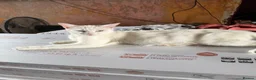 Turkish Angora cats for sale: Turkish angora x kittens  - Advert 2