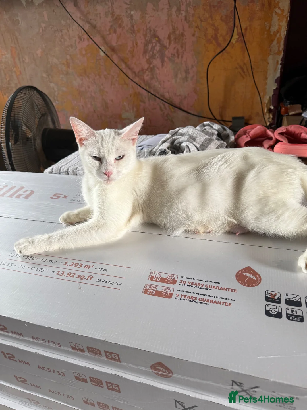 Turkish Angora cats for sale: Turkish angora x kittens  - Advert 2