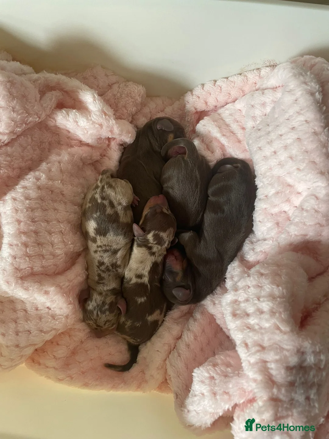 Dachshund dogs for stud: Miniature Dachshund Stud Kc registered & Pra clear in Stowmarket - Advert 18