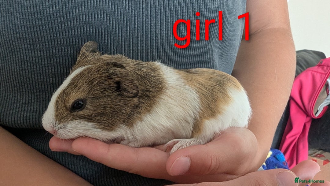 Guinea Pig rodents for sale: Mixed guinea pigs ready for a new home - Image 4