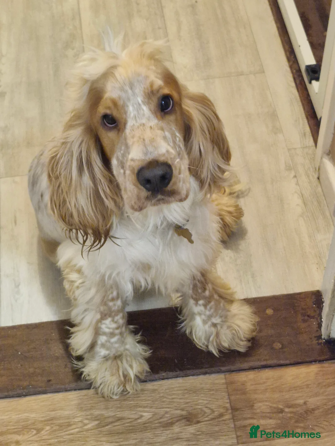 Cocker Spaniel dogs for sale: KC registered pedigree Cocker Spaniels - Advert 3