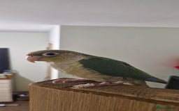 Conures birds for sale:   Green cheek conure baby  - Image 8