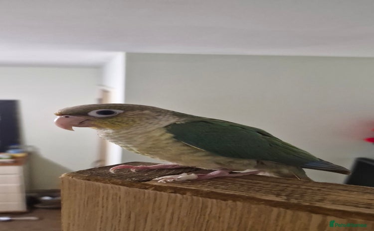 Conures birds - Advert 5