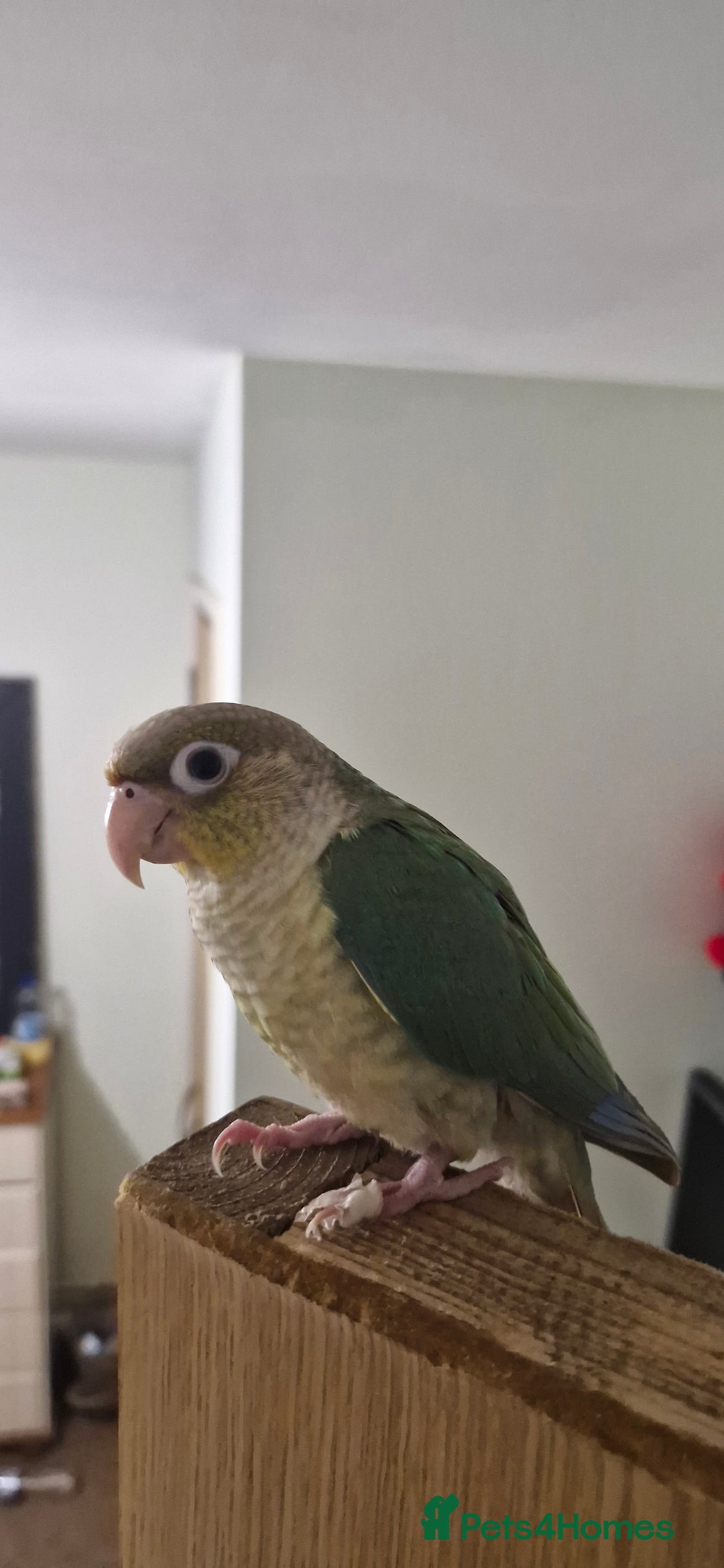 Conures birds for sale:   Green cheek conure baby  - Image 8