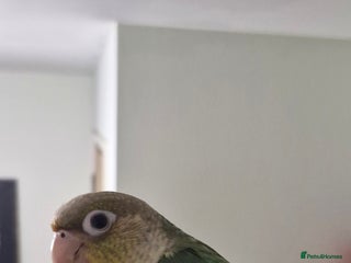 Conures birds - Advert 13
