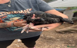 Chickens poultry for sale: Beautiful rare Norfolk grey cockerels - Image 5