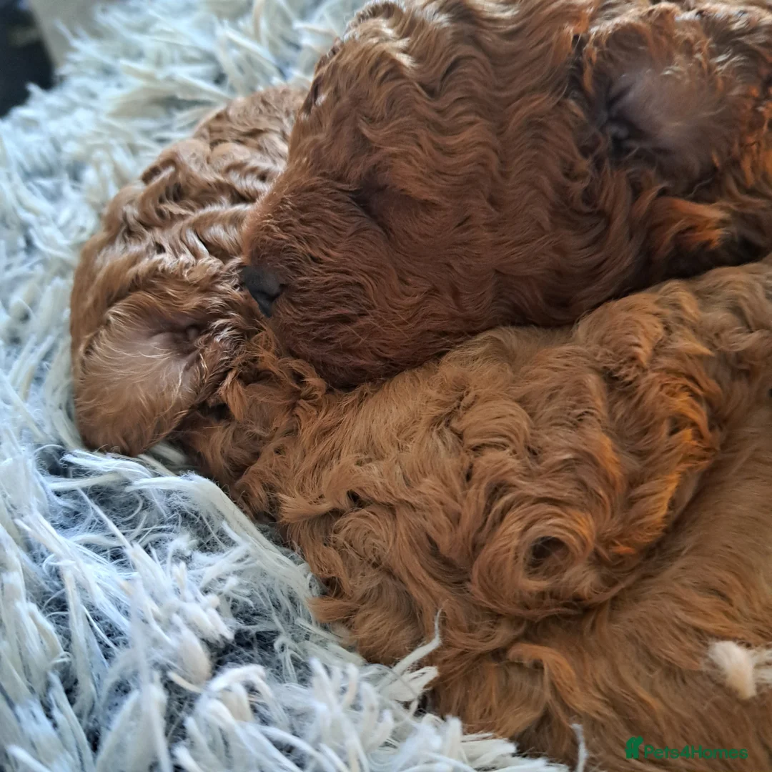Toy Poodle dogs for sale: Fox Red boy red girl kc reg 1600 - Advert 2