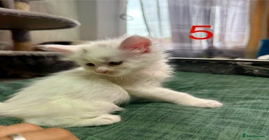 Maine Coon cats - Advert 13