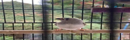 Finches birds for sale: 6 Young Zebra Finches - Advert 1