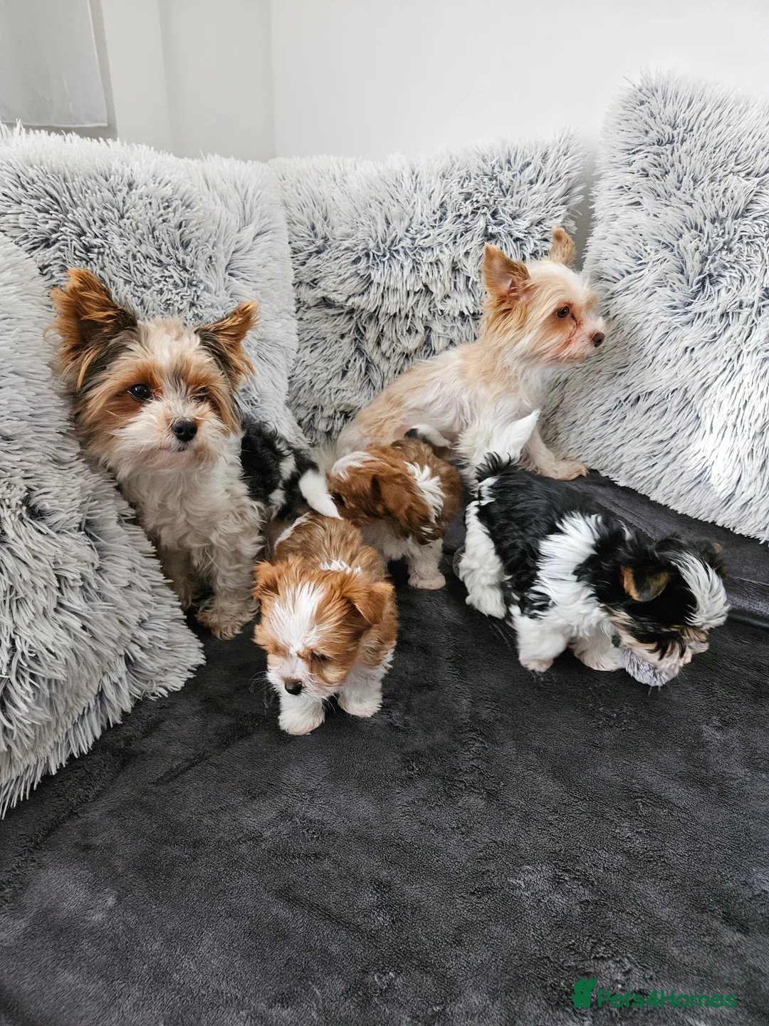 Biewer Terrier dogs for sale: Biewer Yorkshire Terier - Advert 6