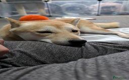 Japanese Shiba Inu dogs for sale: Female shiba inu - Image 6