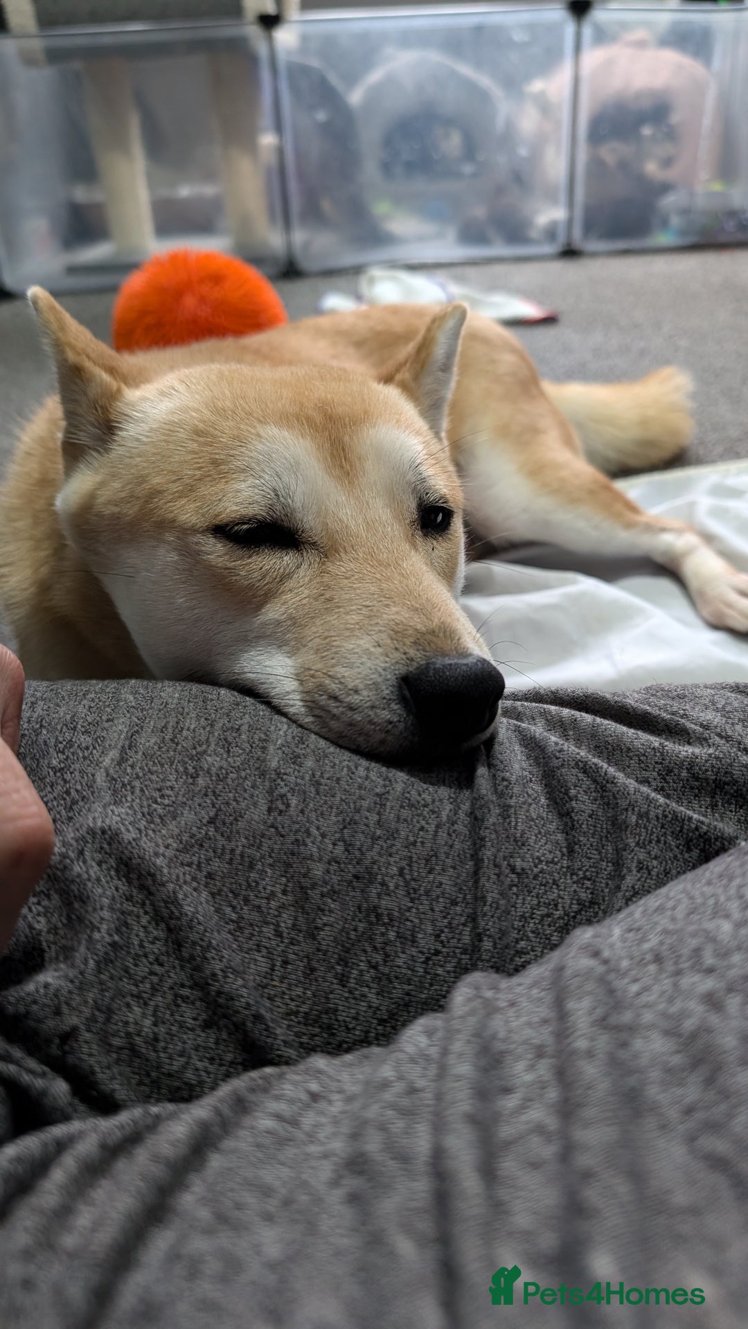 Japanese Shiba Inu dogs for sale: Female shiba inu - Image 6