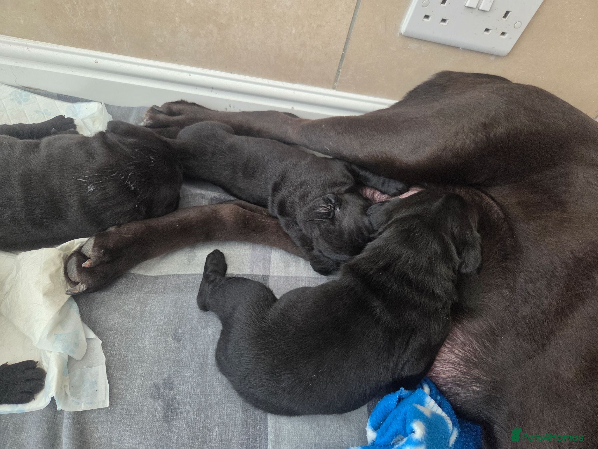 Cane Corso dogs Pure Bred Cane Corso Pups - Advert 7