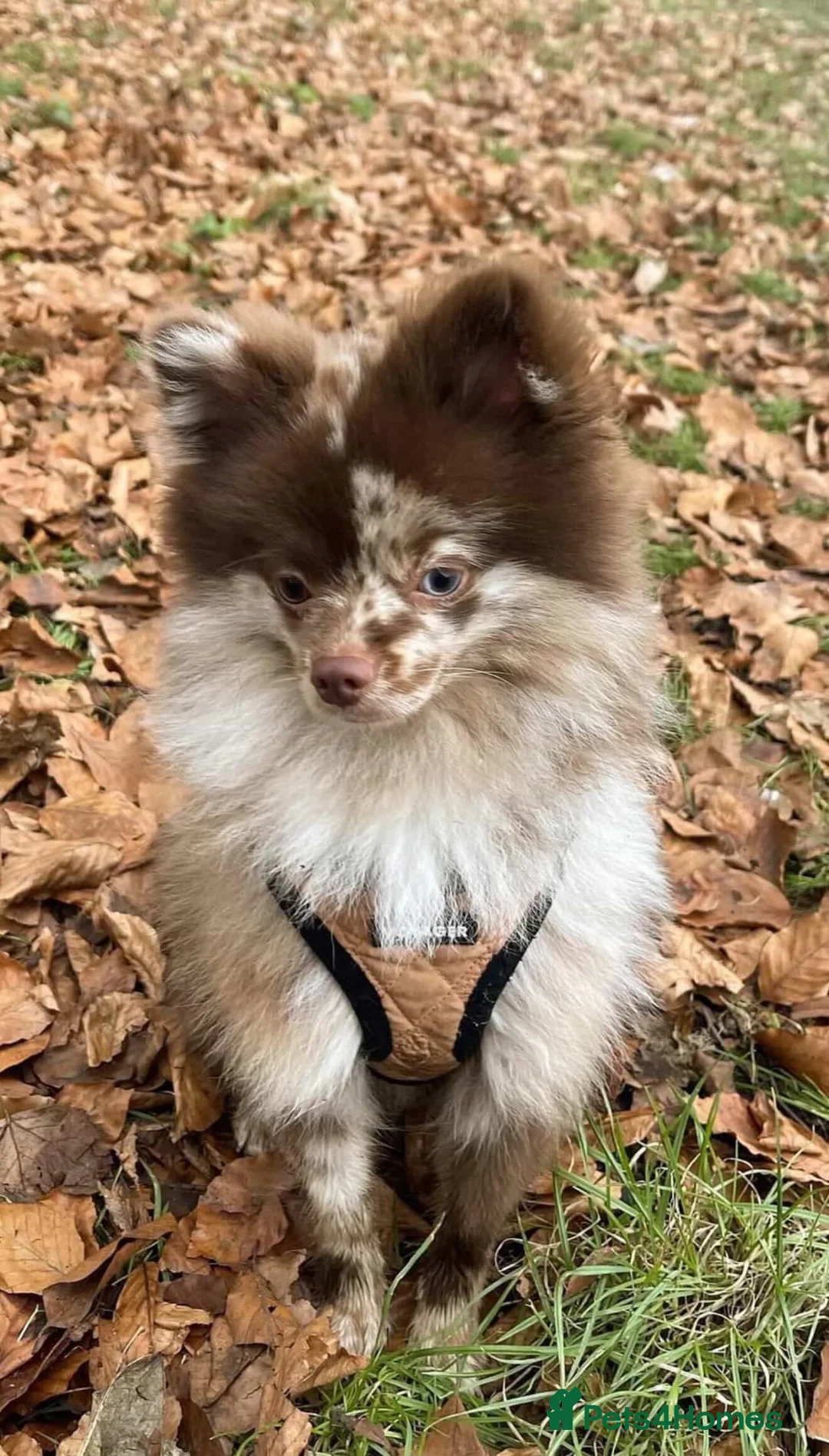 Pomeranian dogs for stud: Rare stunning multi eye tone choc-cream Pomeranian in York - Advert 7