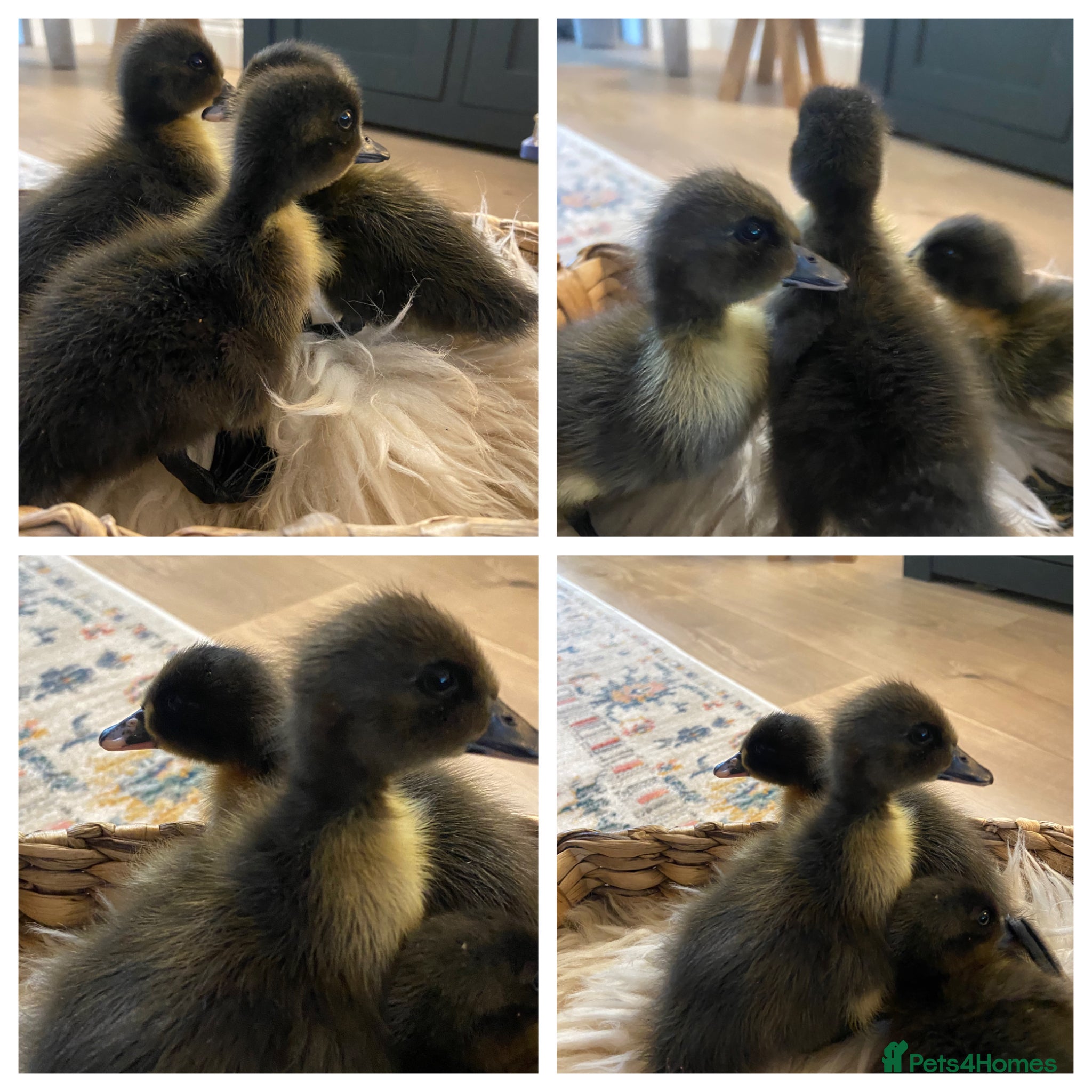 Ducks poultry Beautiful trio of ducklings - Advert 1