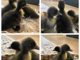 Ducks poultry Beautiful trio of ducklings - Advert 1