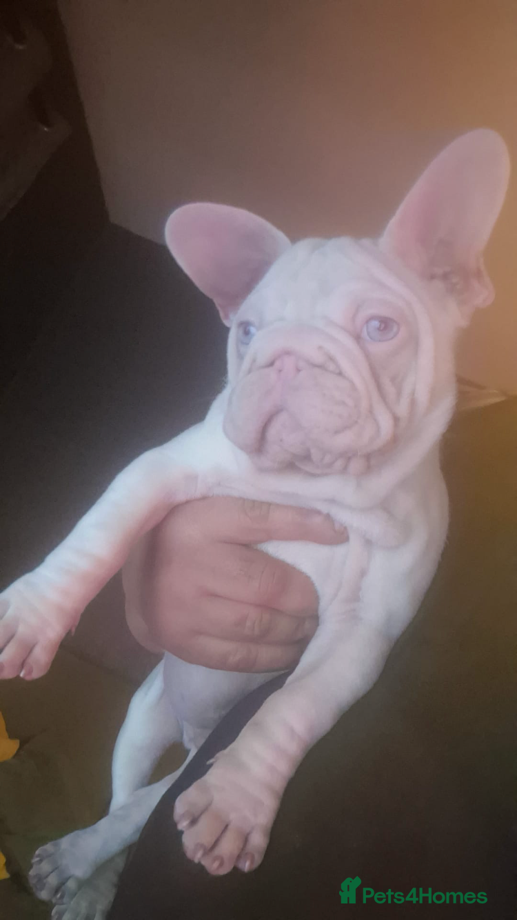 French Bulldog dogs 🔥🔥PINK FRENCH BULLDOG 🔥🔥 - Advert 6