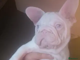 French Bulldog dogs 🔥🔥PINK FRENCH BULLDOG 🔥🔥 - Advert 6