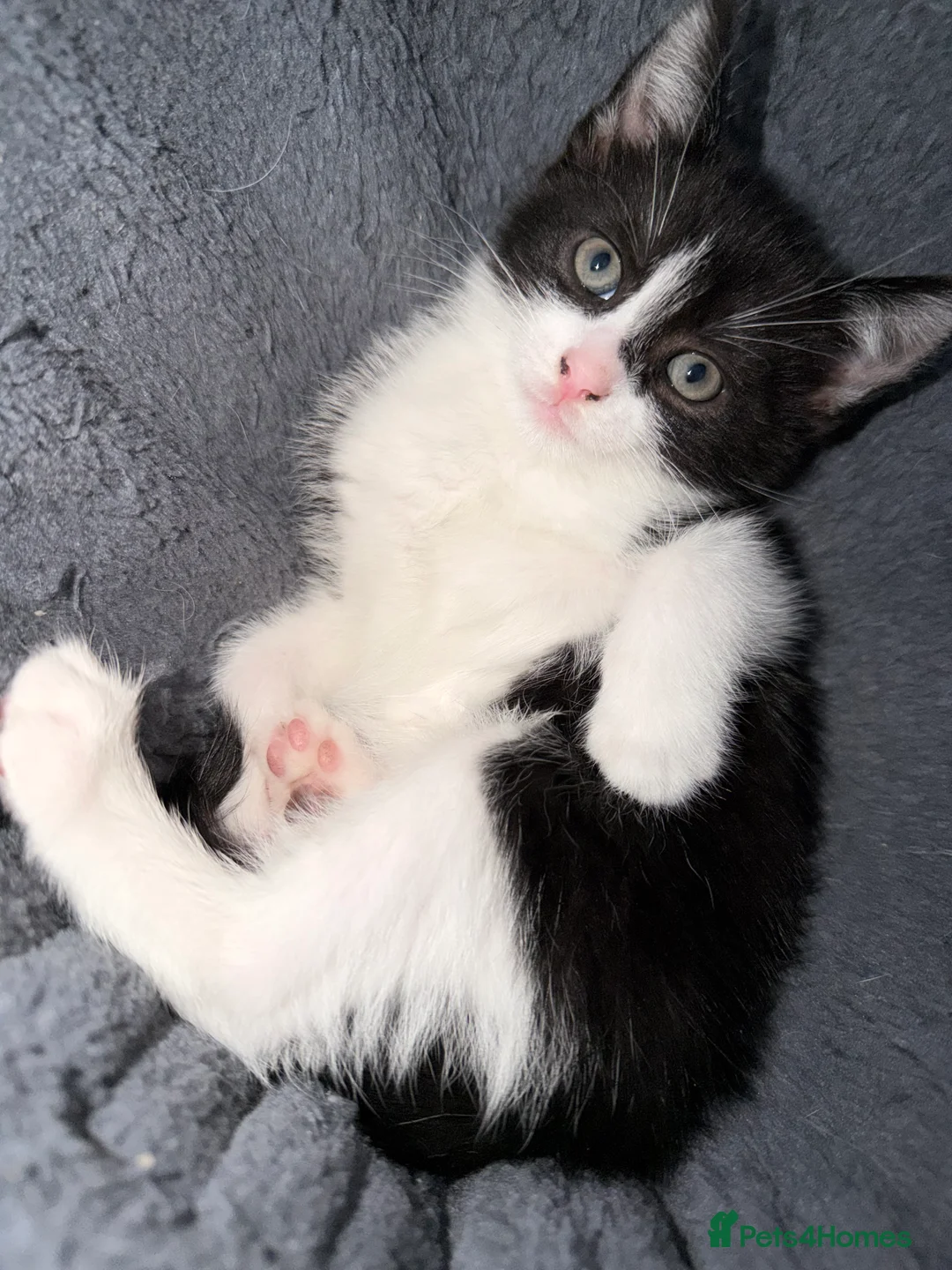 British Shorthair cats for sale: Beautifull kittens  - Advert 6