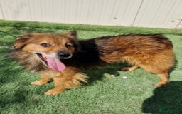 Mixed Breed dogs for adoption: 🐾 Brownie – a little soul longing for love ❤️ - Advert 2