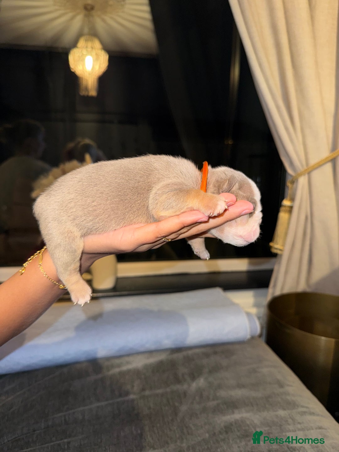 English Bulldog dogs for sale: English lilac bulldogs  - Advert 14