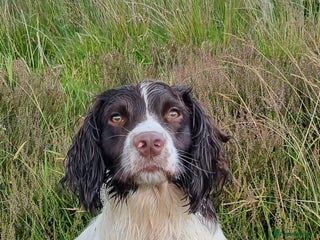 English Springer Spaniel dogs Beautiful litter kc reg springer spaniels - Advert 11