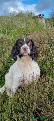 English Springer Spaniel dogs Beautiful litter kc reg springer spaniels - Advert 3