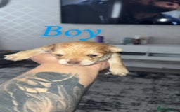 Chihuahua dogs for sale: Chihuahua puppies  - Image 1
