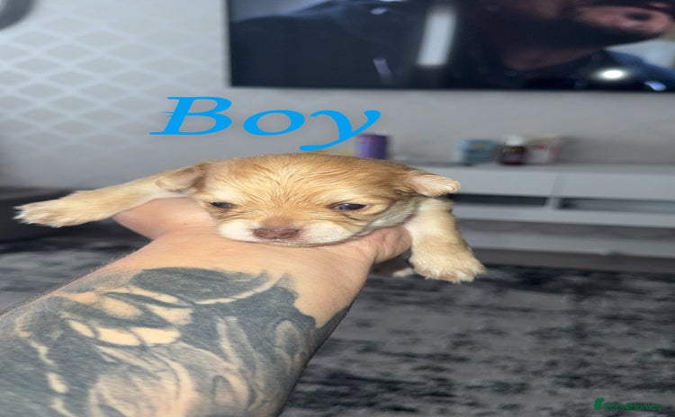 Chihuahua dogs - Advert 14