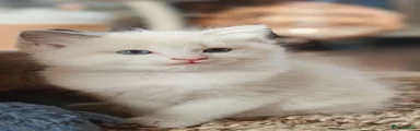 Ragdoll 2