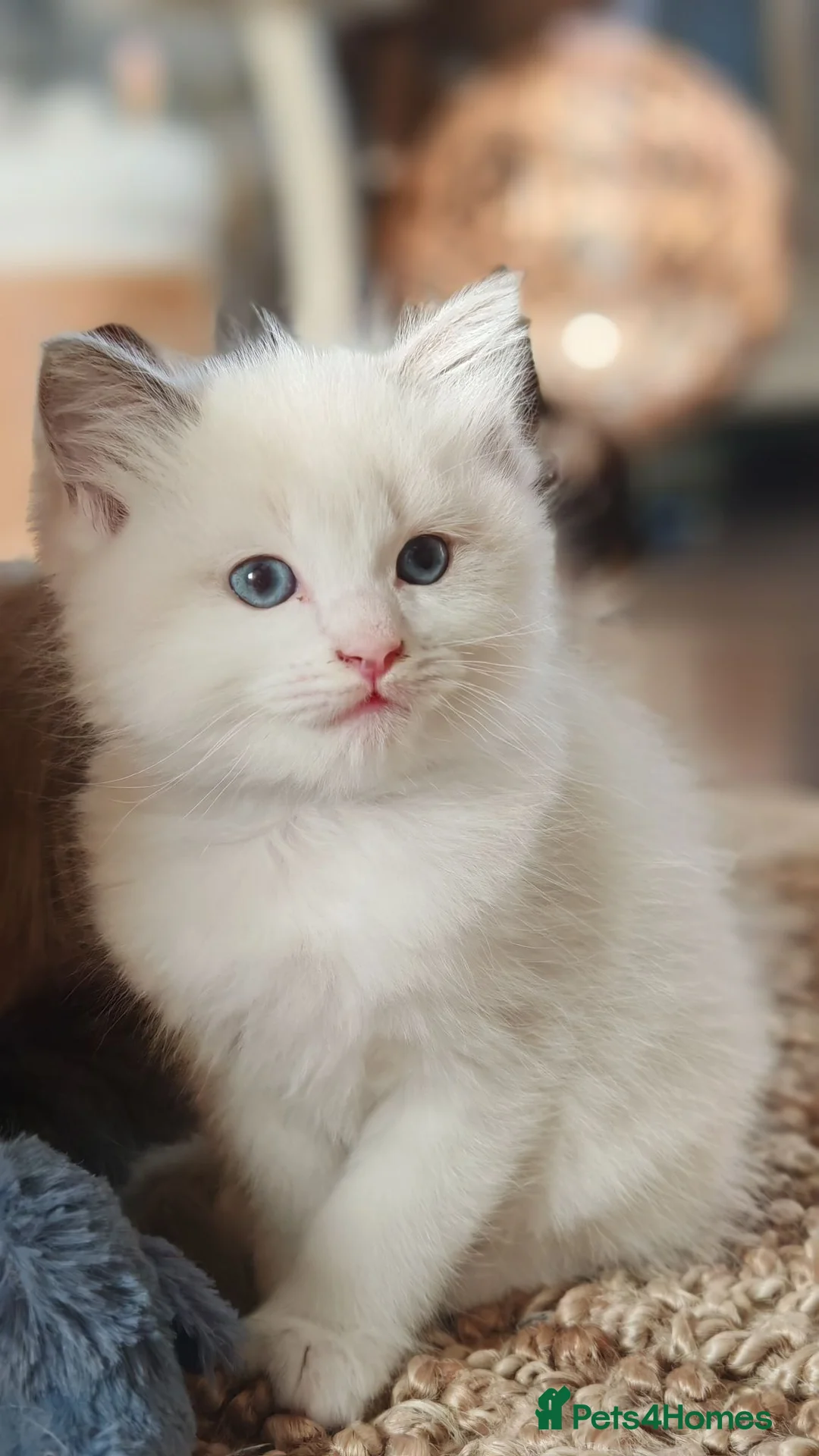 Ragdoll cats for sale: Ragdoll kittens  - Advert 6