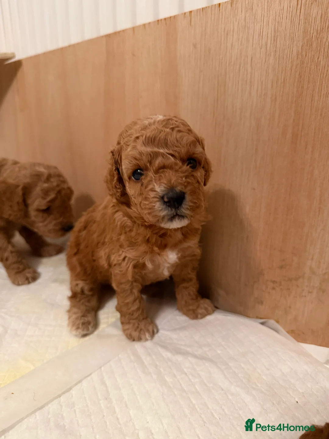 Toy Poodle dogs for sale: Toy poodles - Advert 13