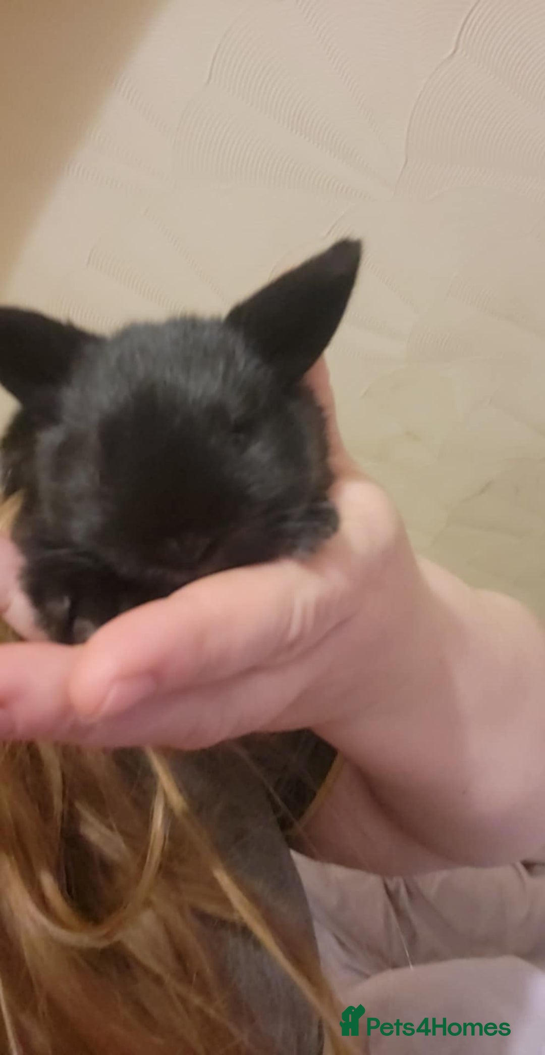 Mini Lion Lop rabbits for sale: 4 black baby mini lionlops  - Image 2