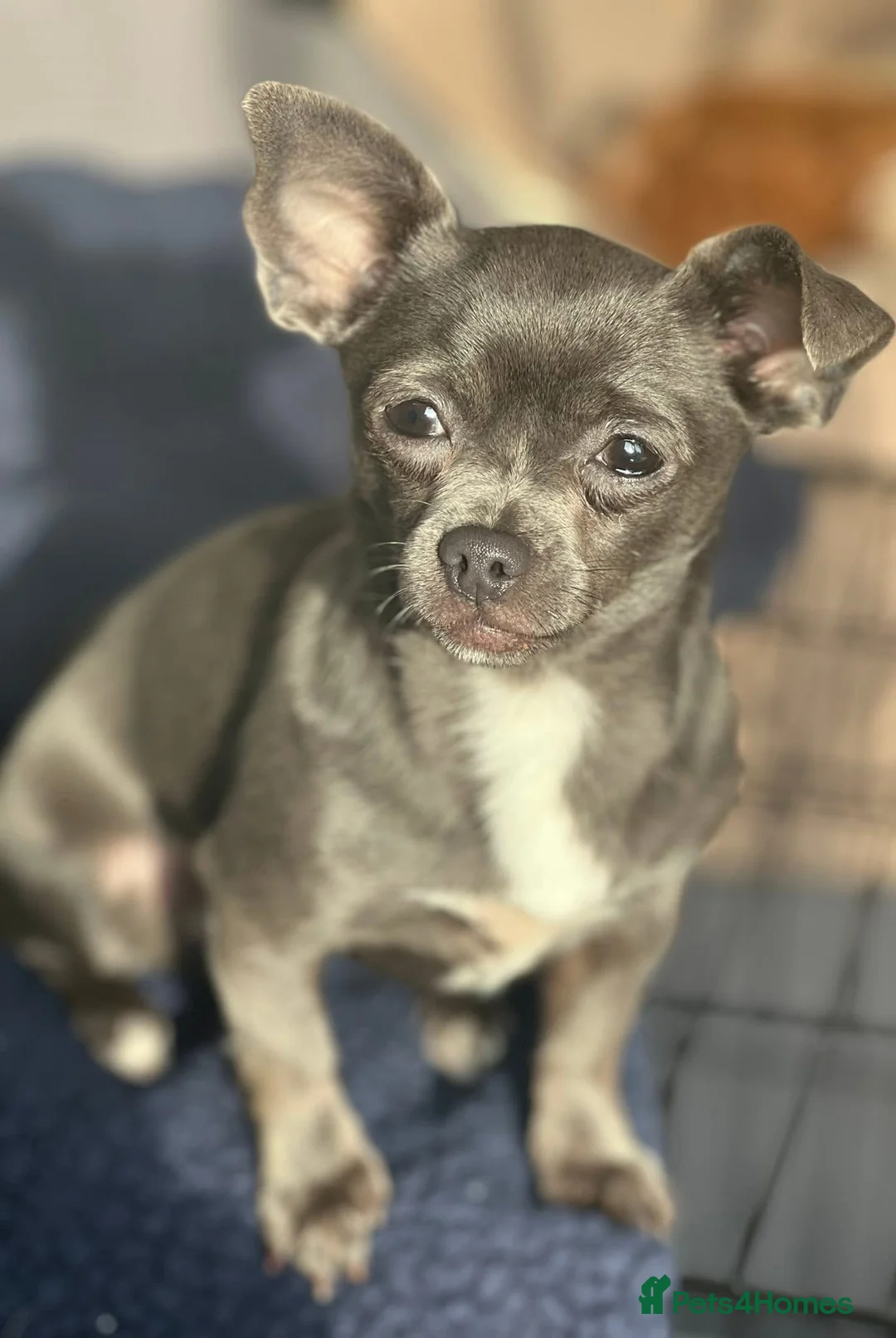 Mixed Breed dogs for sale: Single Doggy Dad needing a forever family..!! - Advert 10