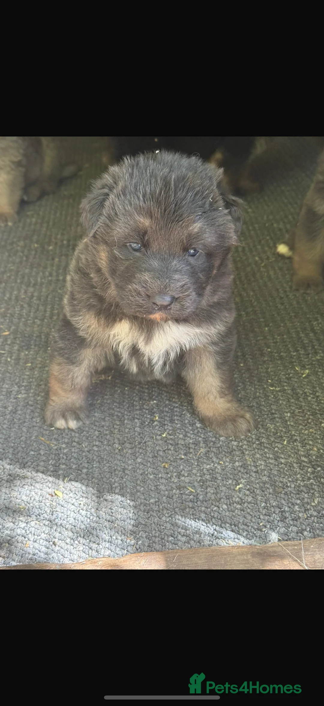 German Shepherd dogs for stud: Handsome KC liver sable GSD for stud Aristmas line - Advert 14