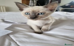 Snowshoe cats for sale: Full Pedigree Snowshoe Kittens - Image 15