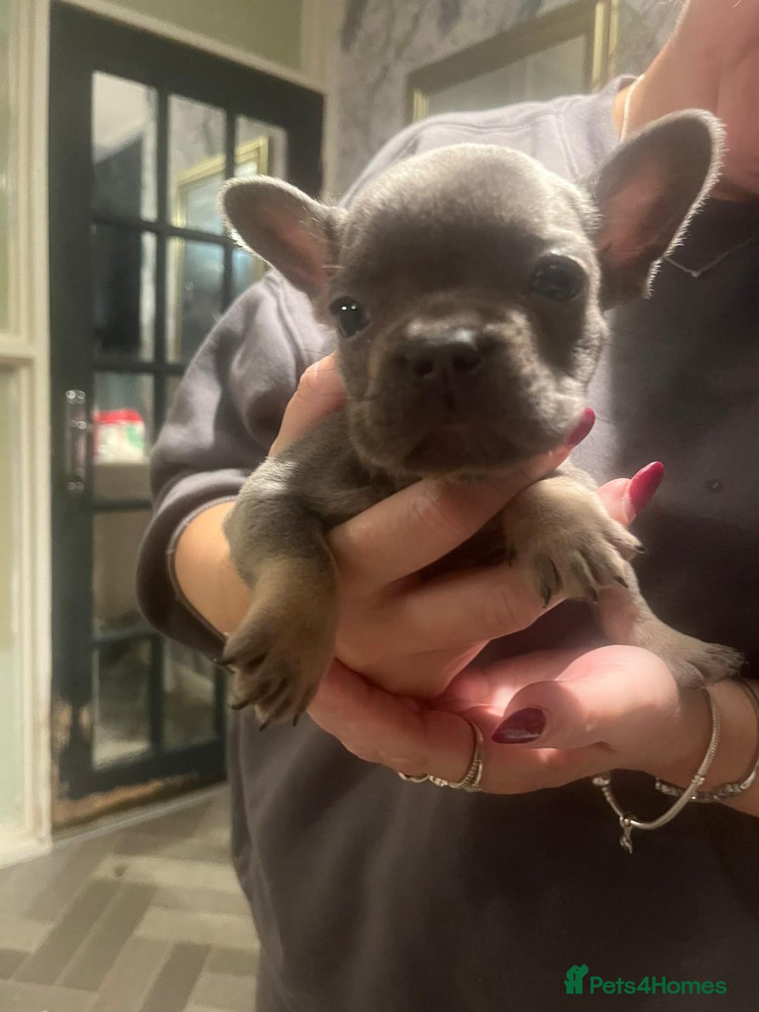 French Bulldog dogs for sale: REDUCED French Bull Dog Pups  - Image 3