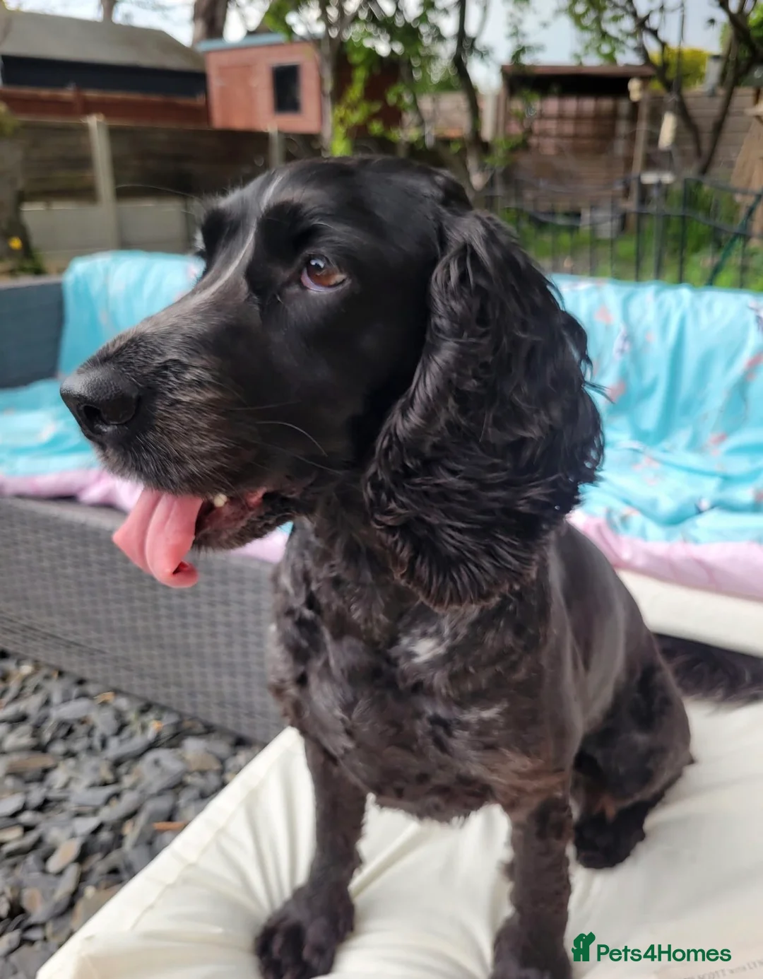 Cocker Spaniel dogs for sale: Darcy Button age 8 cocker spaniel  - Advert 7