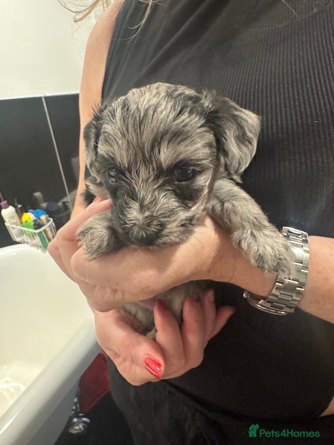 Maltipoo dogs for sale: Maltipoo rare merle colours  - Image 18