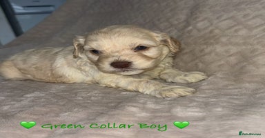 Cavapoo dogs - Advert 9