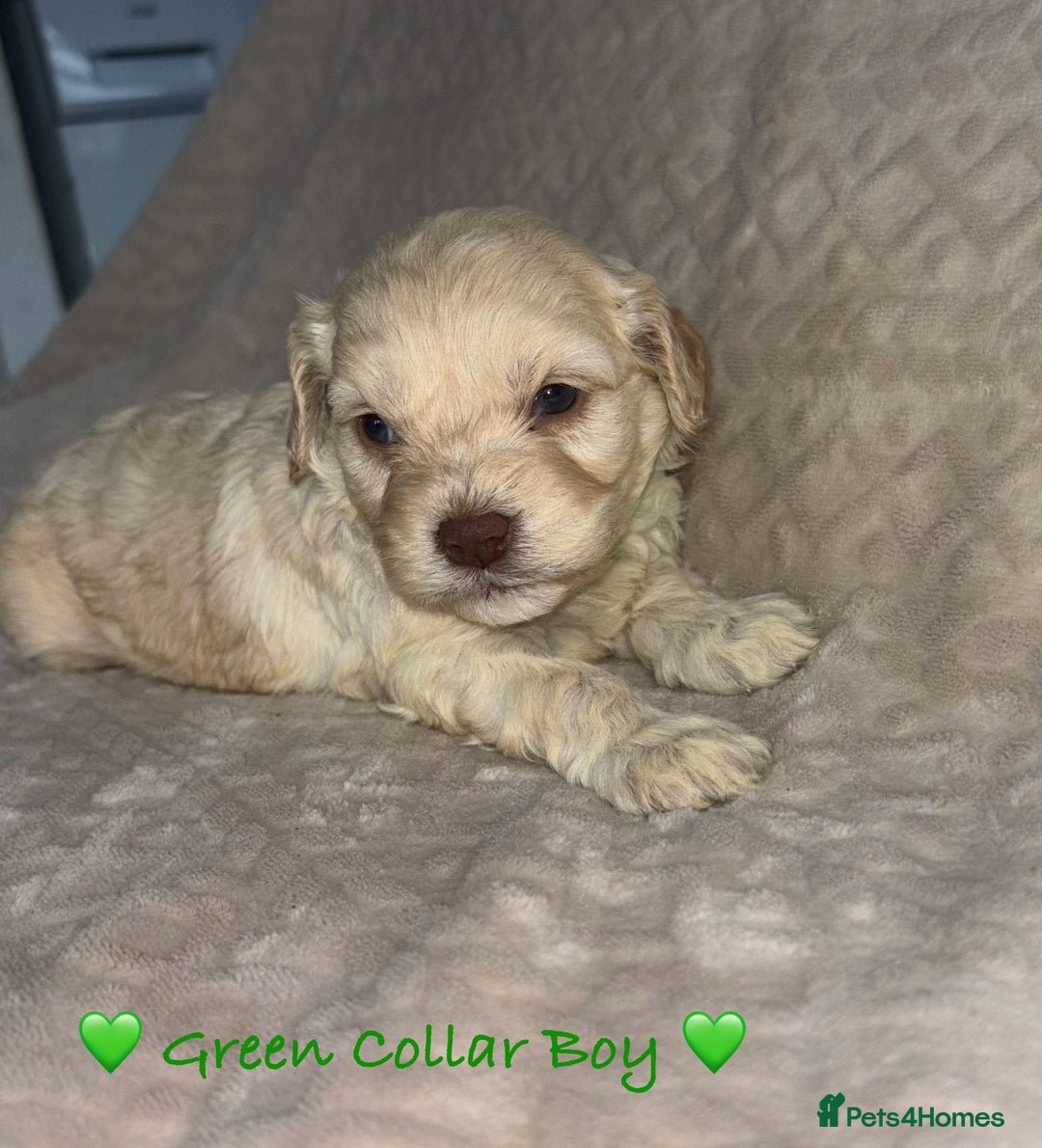 Cavapoo dogs for sale: Beautiful F1 Cavapoo Puppies  - Advert 2