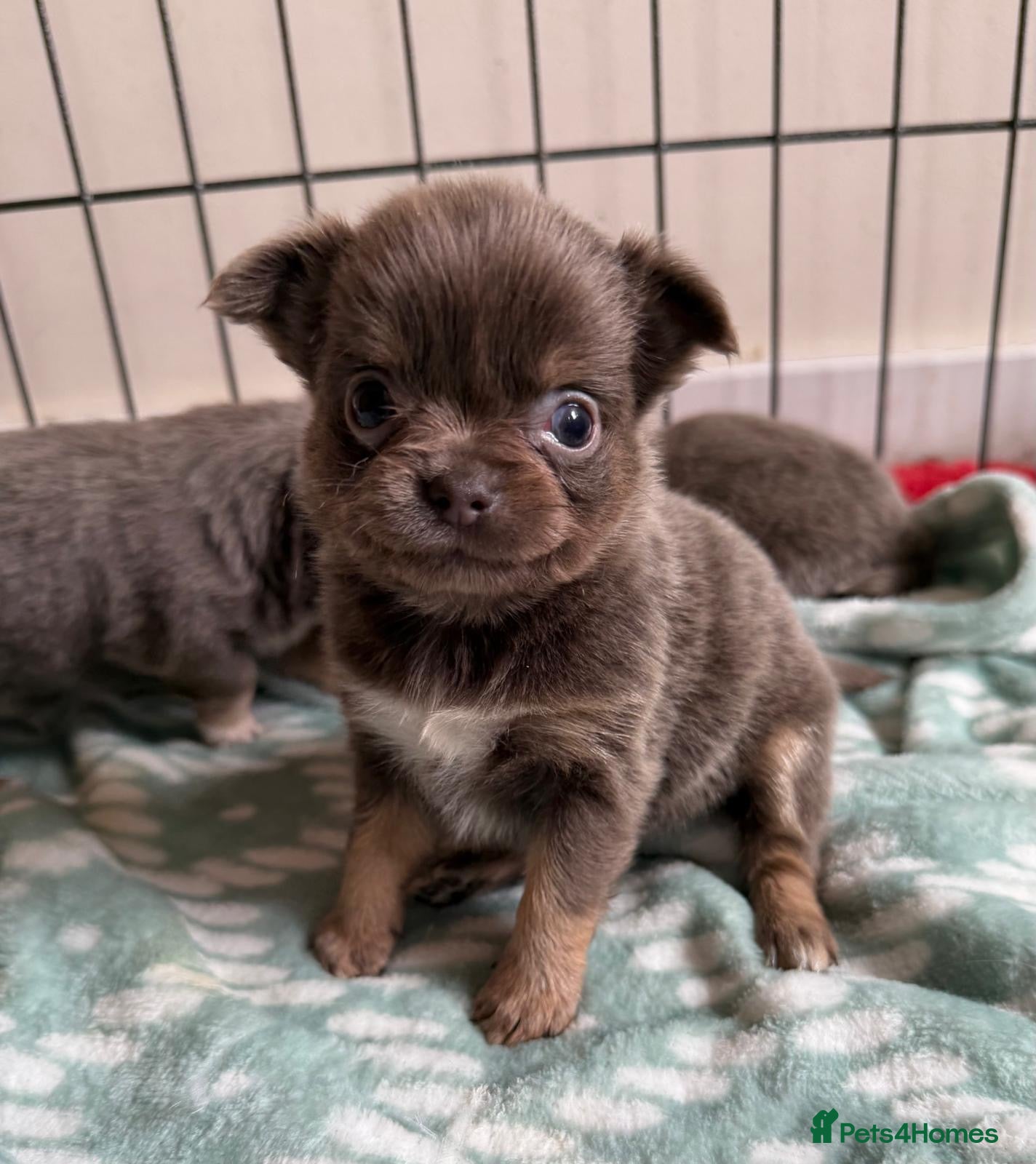Chihuahua dogs for sale: Gorgeous lilac long coat girls and boys - Advert 16