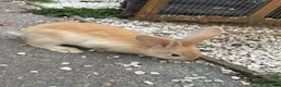 Continental Giant rabbits for sale: Giant continental babies for sale💗🩵 - Advert 5