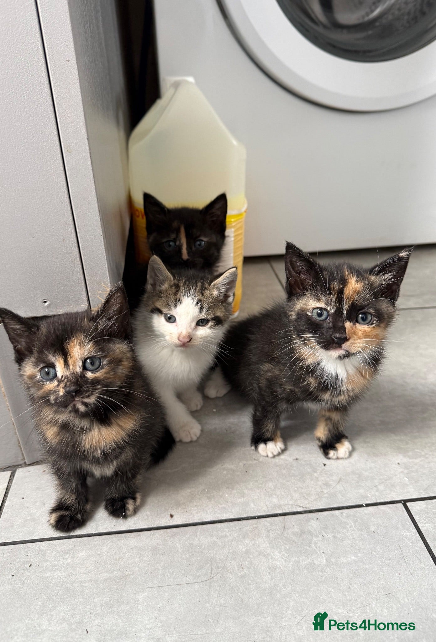 Mixed Breed cats Lovely kittens ready to be rehomed  - Advert 11