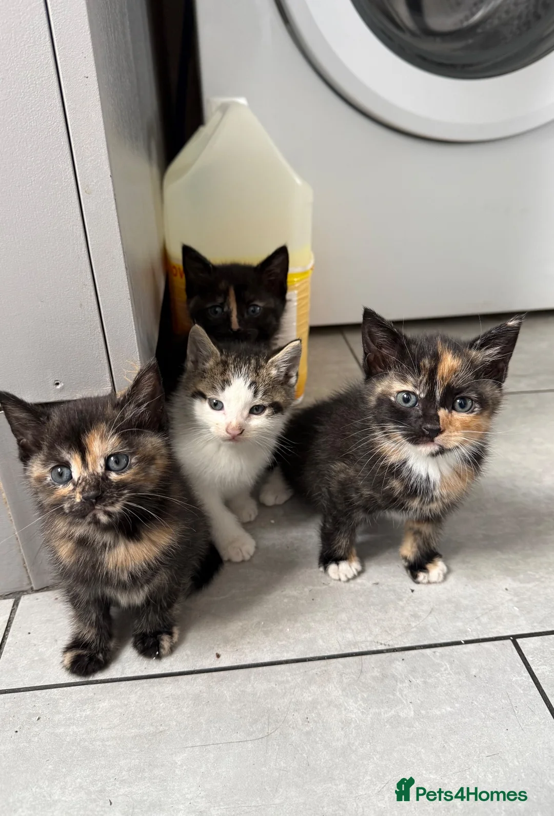 Mixed Breed cats for sale: Lovely kittens ready to be rehomed  - Advert 1