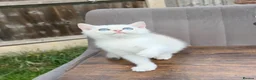 British Shorthair cats for sale: British cats - Advert 20