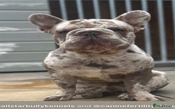 French Bulldog dogs for sale: French bulldog male  - Image 2